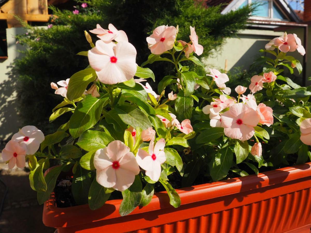 Guest House Stefanovic Vranje Exterior photo